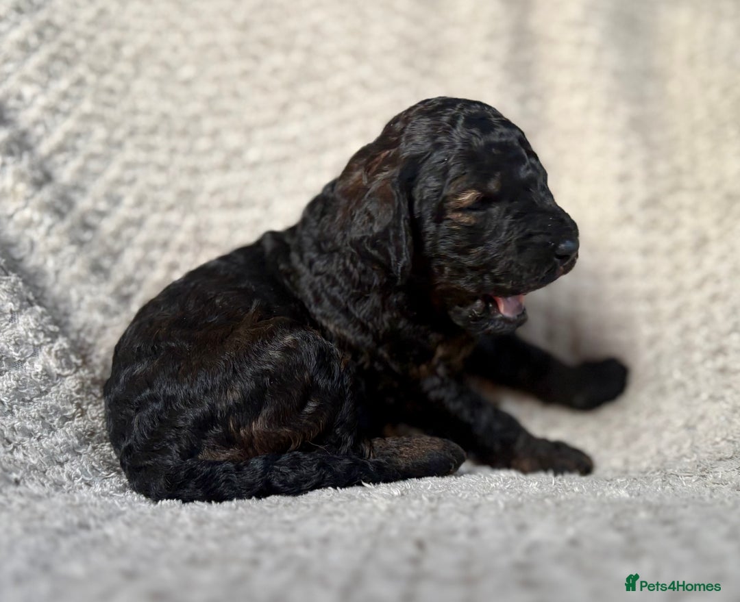 Cockapoo dogs for sale: ✨ Gorgeous Cockapoo Puppies ✨ - Image 3
