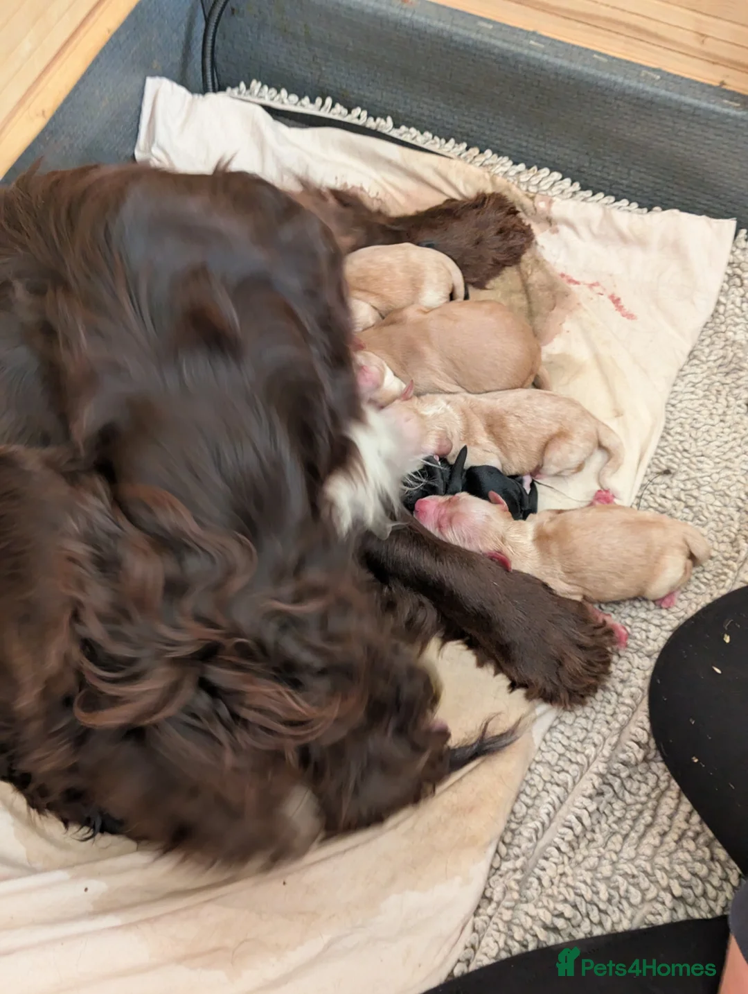 Golden Retriever dogs for stud: Catrigg macadamia (MAX) - Advert 32