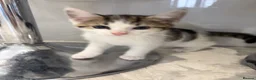Mixed Breed cats for sale: 2 beautiful boys for sale  - Advert 5
