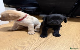 Labrador Retriever dogs for sale: 1 black boy left! ready to leave! Perfect labs! - Image 24