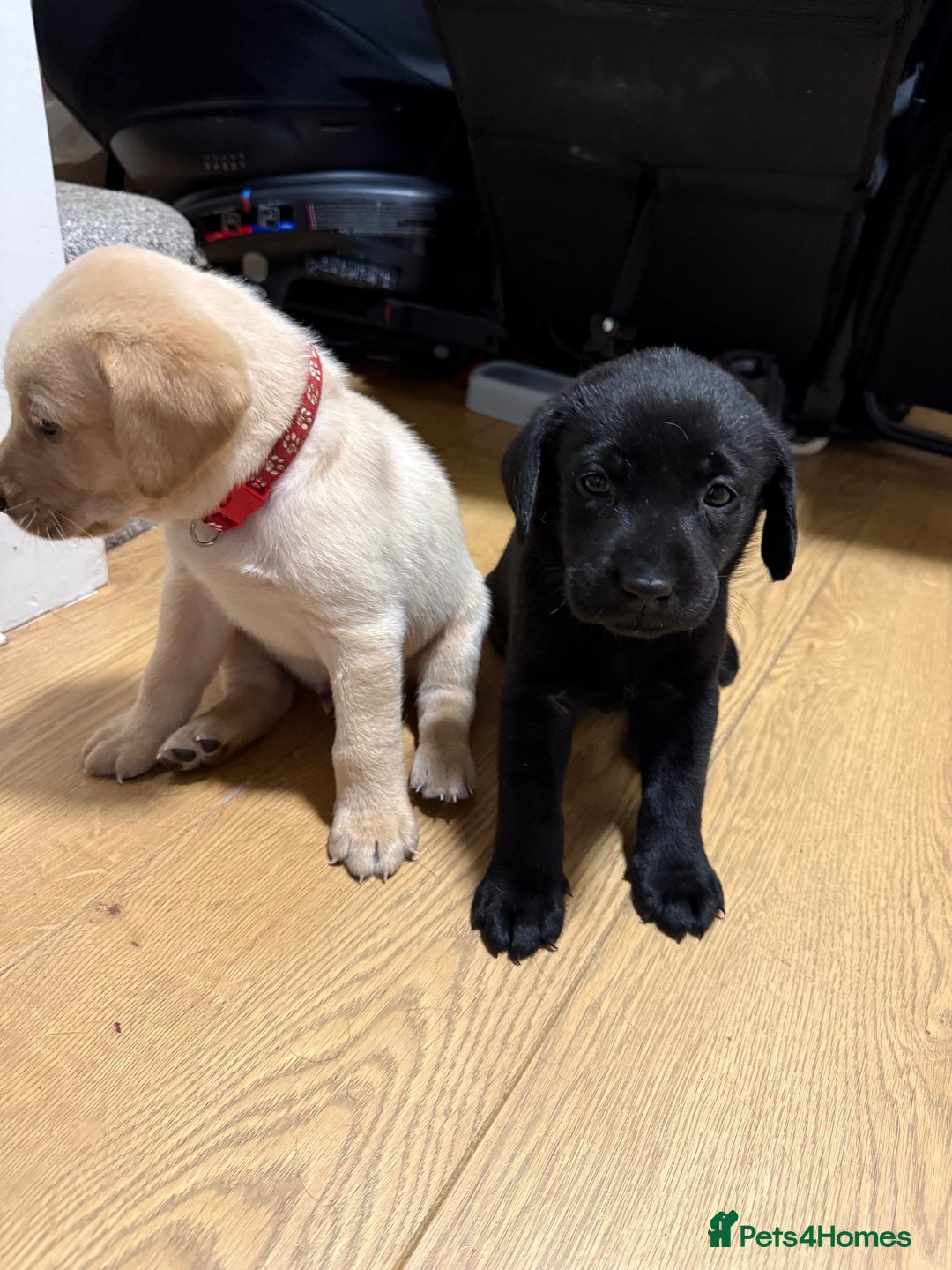 Labrador Retriever dogs for sale: 1 black boy left! ready to leave! Perfect labs! - Image 24