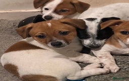 Jack Russell dogs for sale: ONLY 4 BEAUTIFUL BOYS LEFT- SMALL JACK RUSSELS - Advert 3