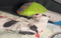 French Bulldog dogs for sale: Kropek - Image 13