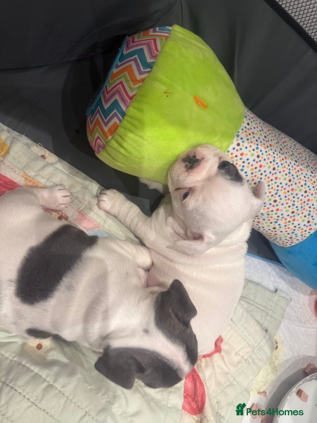 French Bulldog dogs for sale: Kropek - Image 13