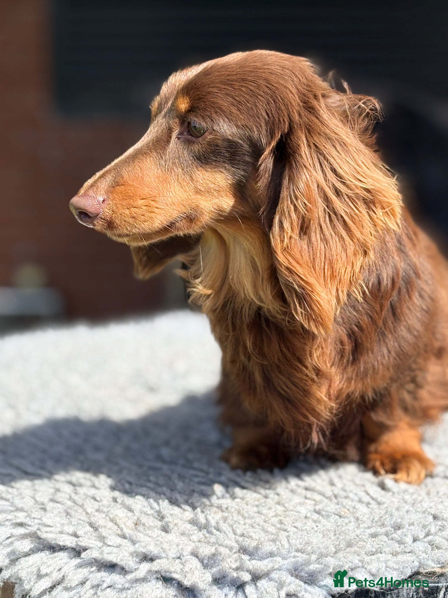 Miniature Dachshund dogs Mini long haired stud  - Advert 2