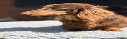 Miniature Dachshund dogs for stud: Mini long haired stud  - Advert 2