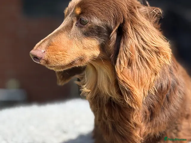 Miniature Dachshund dogs for stud: Mini long haired stud - Advert 2