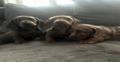 Miniature Dachshund dogs miniature dachshund puppies - Advert 8