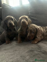 Miniature Dachshund dogs miniature dachshund puppies - Advert 6