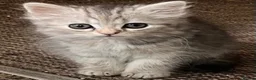 Mixed Breed cats for sale: 5 lovely kittens for sale  - Advert 10