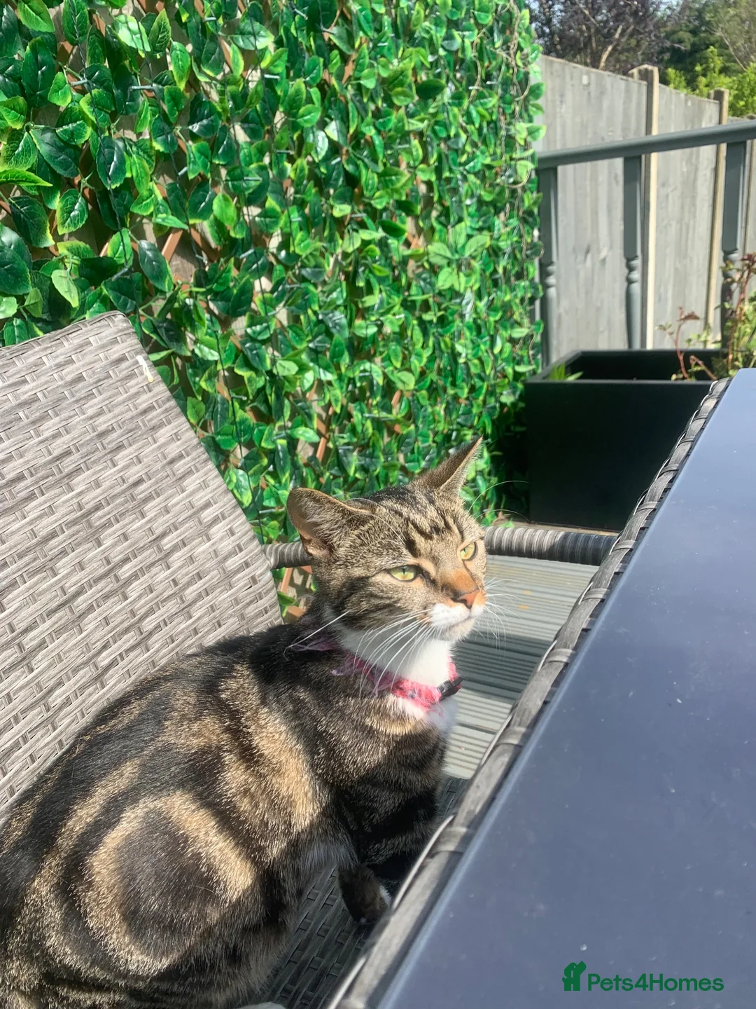 Mixed Breed cats for sale: Short haired mixed breed tabi  - Advert 2