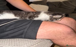 British Shorthair cats for sale: 3 x adorable kittens  - Image 11
