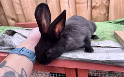 English rabbits for sale: New Zealand cross English babies - Image 11
