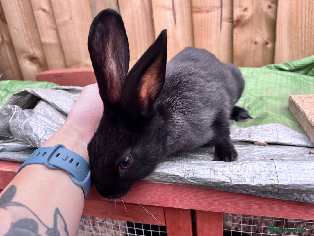 English rabbits for sale: New Zealand cross English babies - Image 11