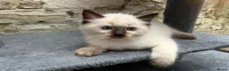 Ragdoll cats for sale: 🐾 Pure Ragdoll Kittens 🐾 - Advert 16