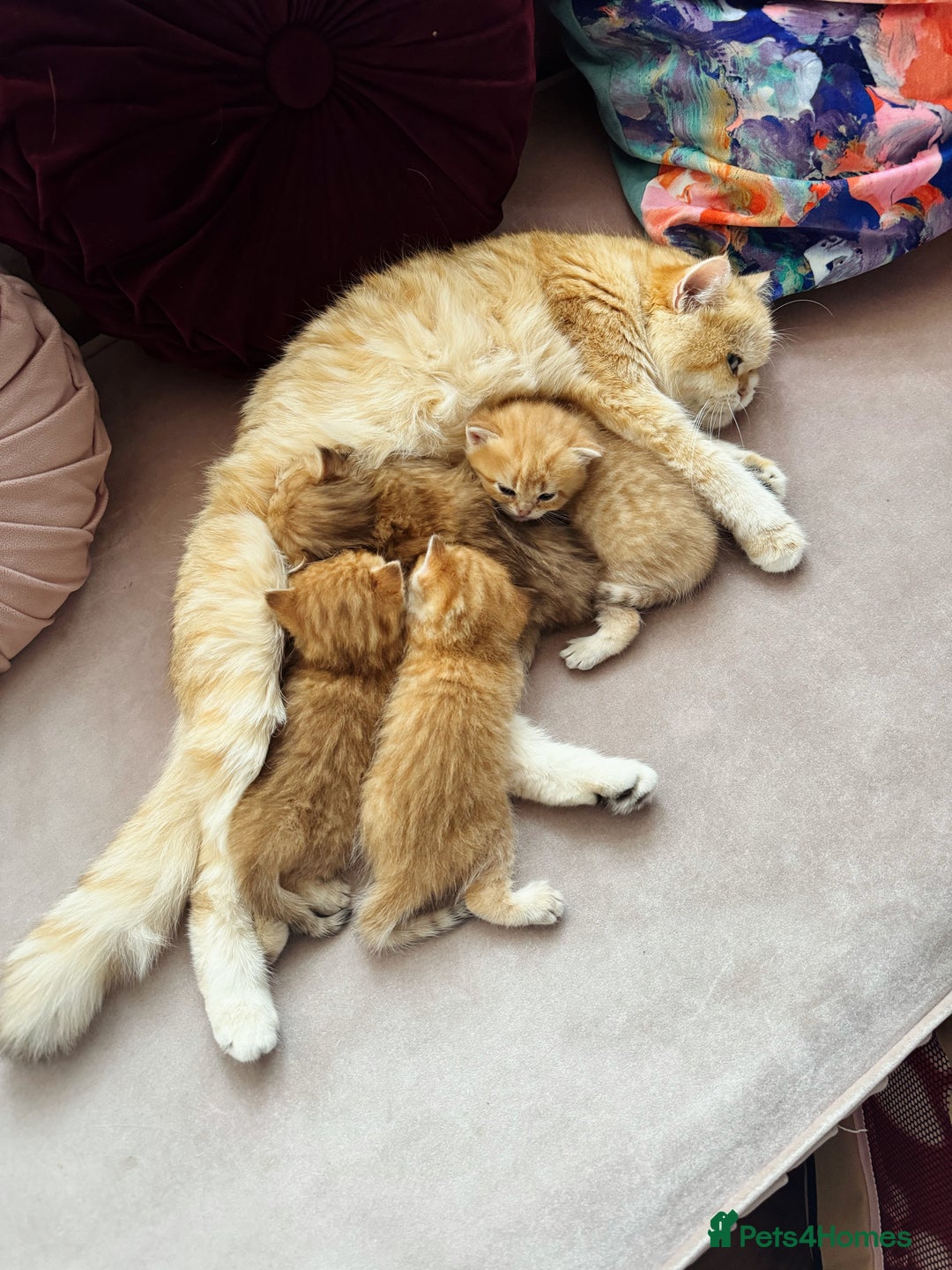 British Shorthair cats for sale:  GCCF champion lines Ny12  Bsh golden chinchilla  - Advert 11