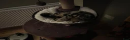 Mixed Breed cats for sale: Athena - Advert 4