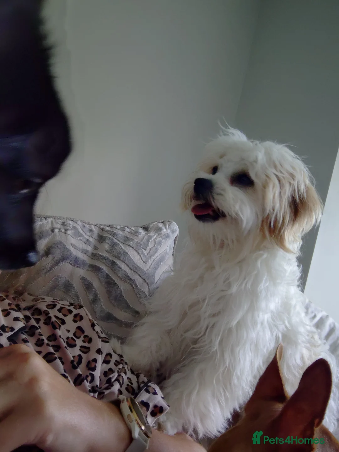 Cavapoochon dogs for sale: Male cavapoochon  - Advert 1