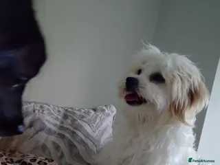 Cavapoochon dogs Male cavapoochon - Advert 5