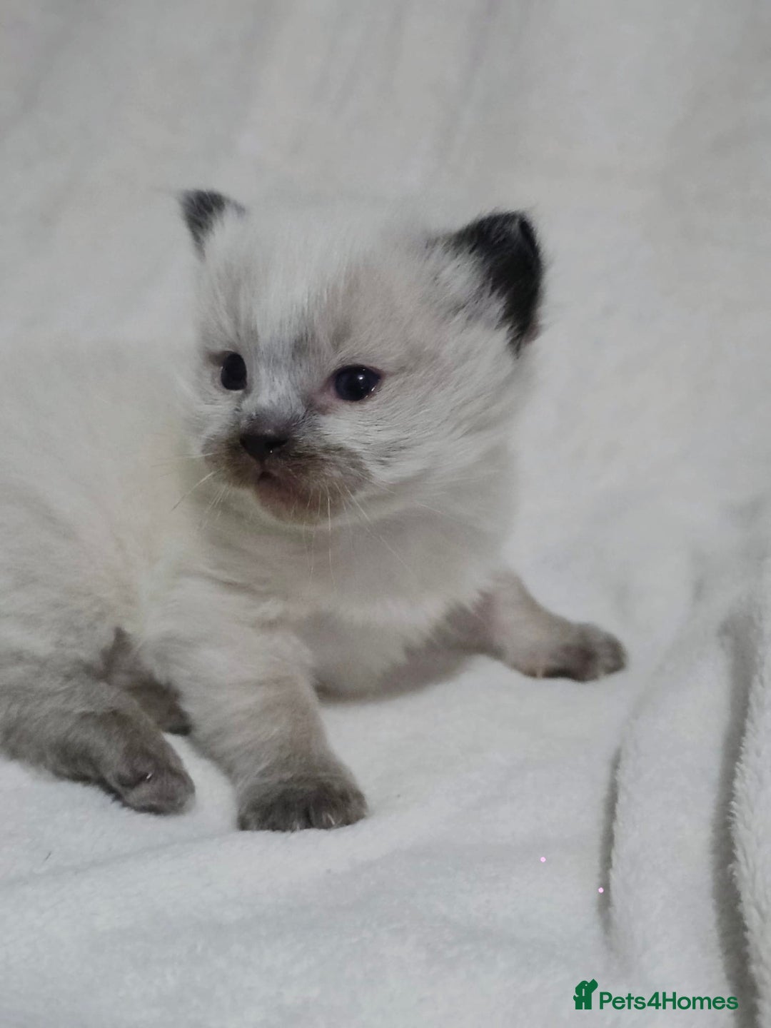 Ragdoll cats for sale: Stunning ragdoll kittens - Advert 4