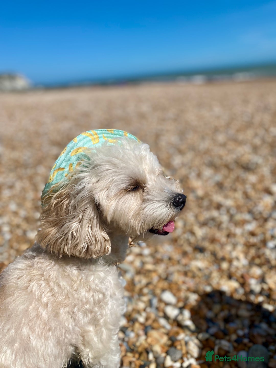 Maltipoo dogs for stud: Rio: Handsome, Gentle & Ready to Stud ✨ - Advert 7