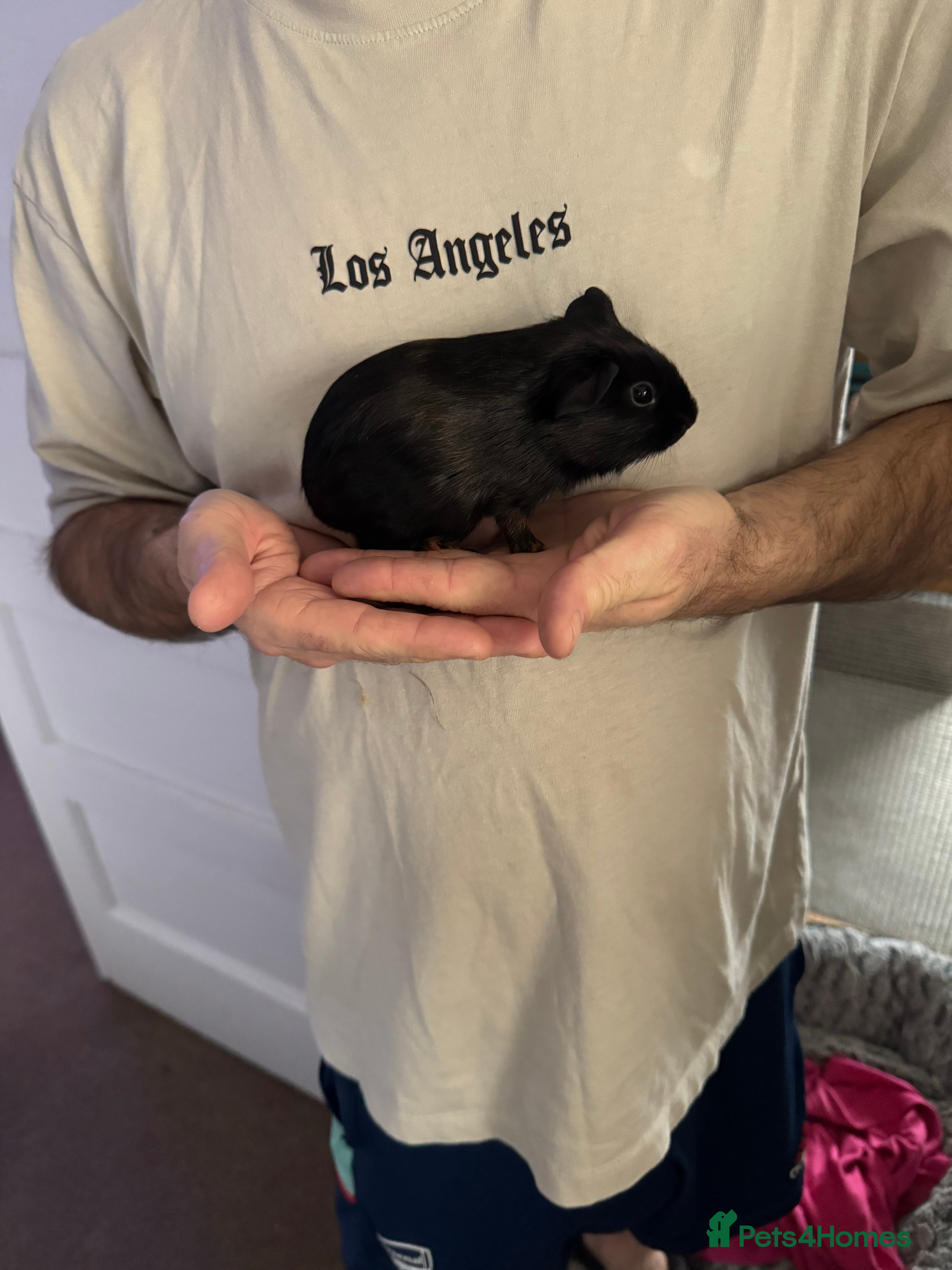 Guinea Pig rodents 5 x male Guniea pigs - Advert 2