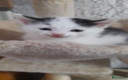 Mixed Breed cats for sale: Beautiful mixed kittens(only 1 boy left) - Image 8
