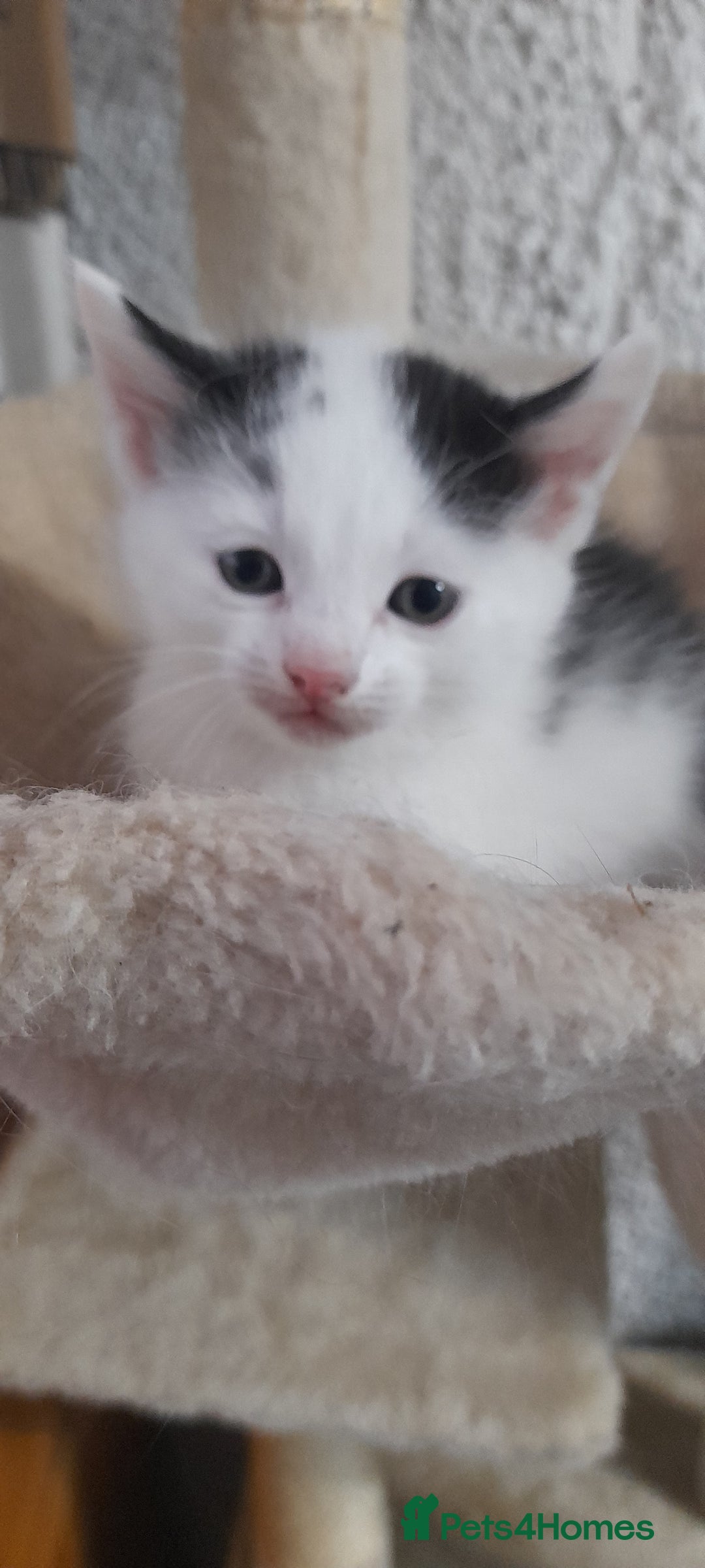 Mixed Breed cats for sale: Beautiful mixed kittens(only 1 boy left) - Image 8