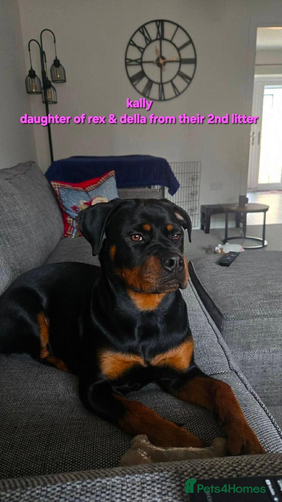 Rottweiler dogs for sale: (KC) REX & DELLAS FINAL LITTER OF QUALITY PUPS - Advert 37