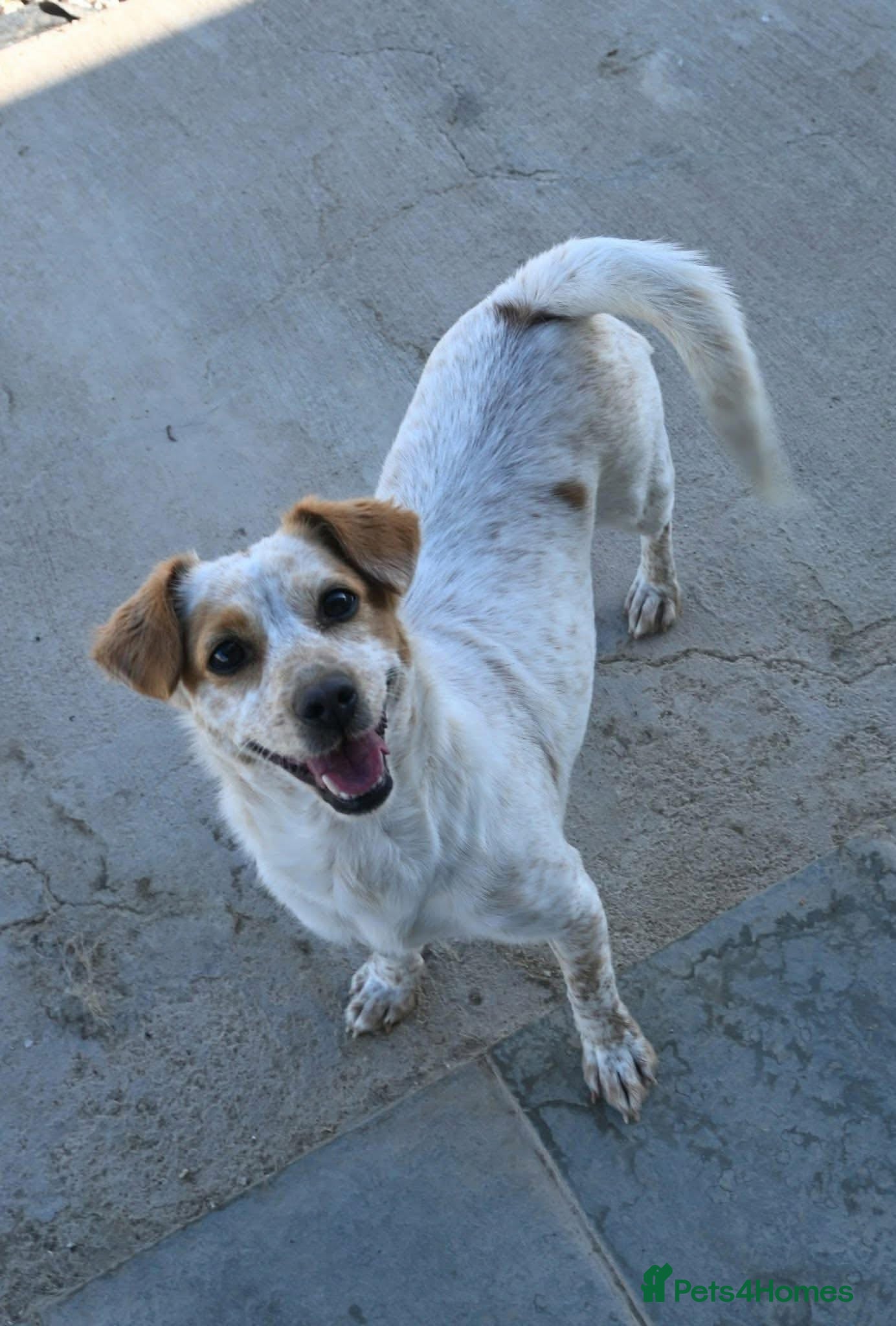 Mixed Breed dogs for adoption: Schnuppi is ready for her forever family! in Atherstone - Advert 1