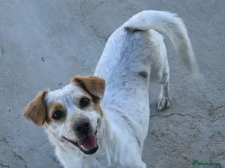 Mixed Breed dogs for adoption: Schnuppi is ready for her forever family! - Advert 2