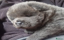 Chow Chow dogs for sale: Kc reg chow chow pups - Advert 6