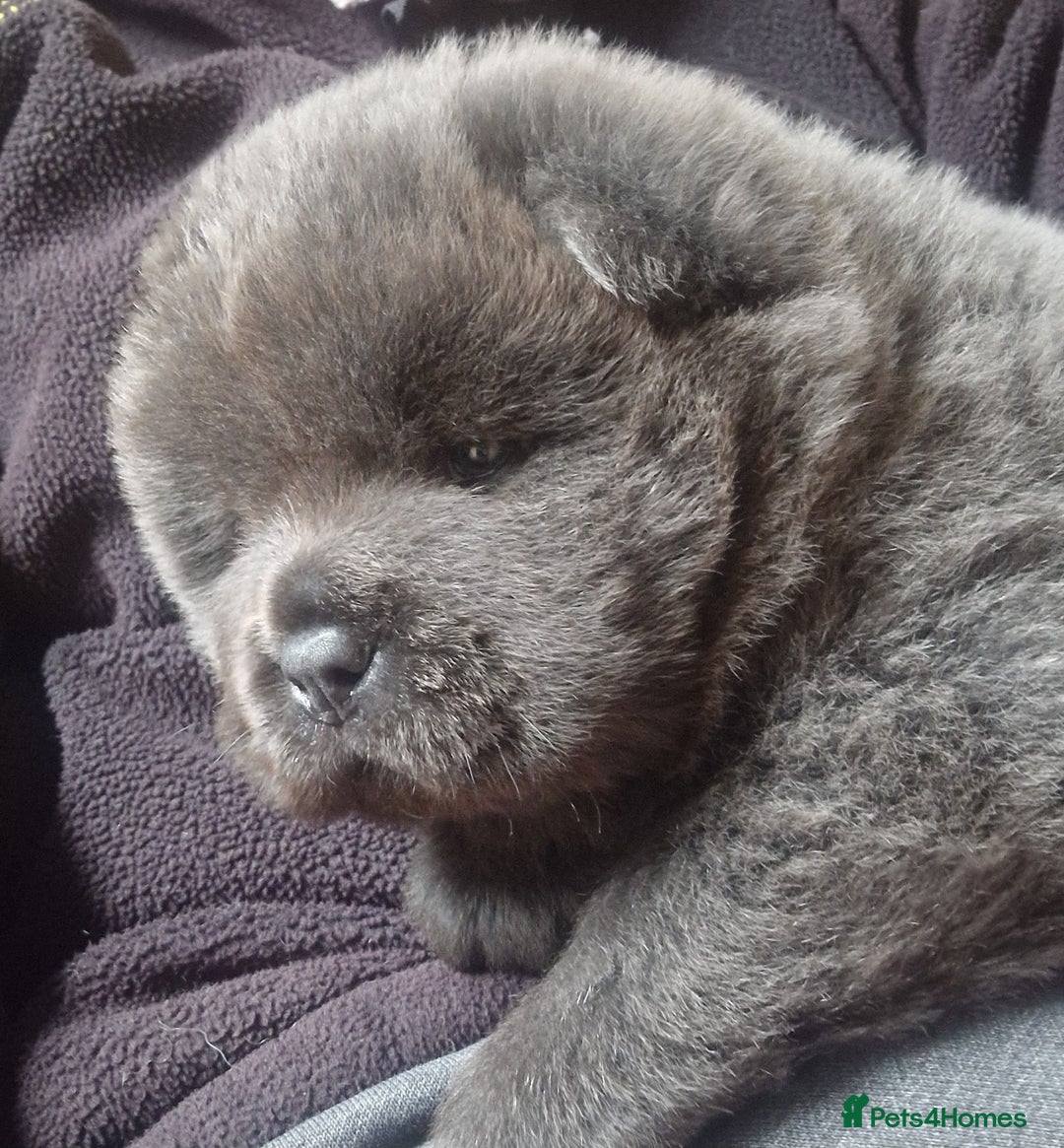 Chow Chow dogs for sale: Kc reg chow chow pups - Advert 6