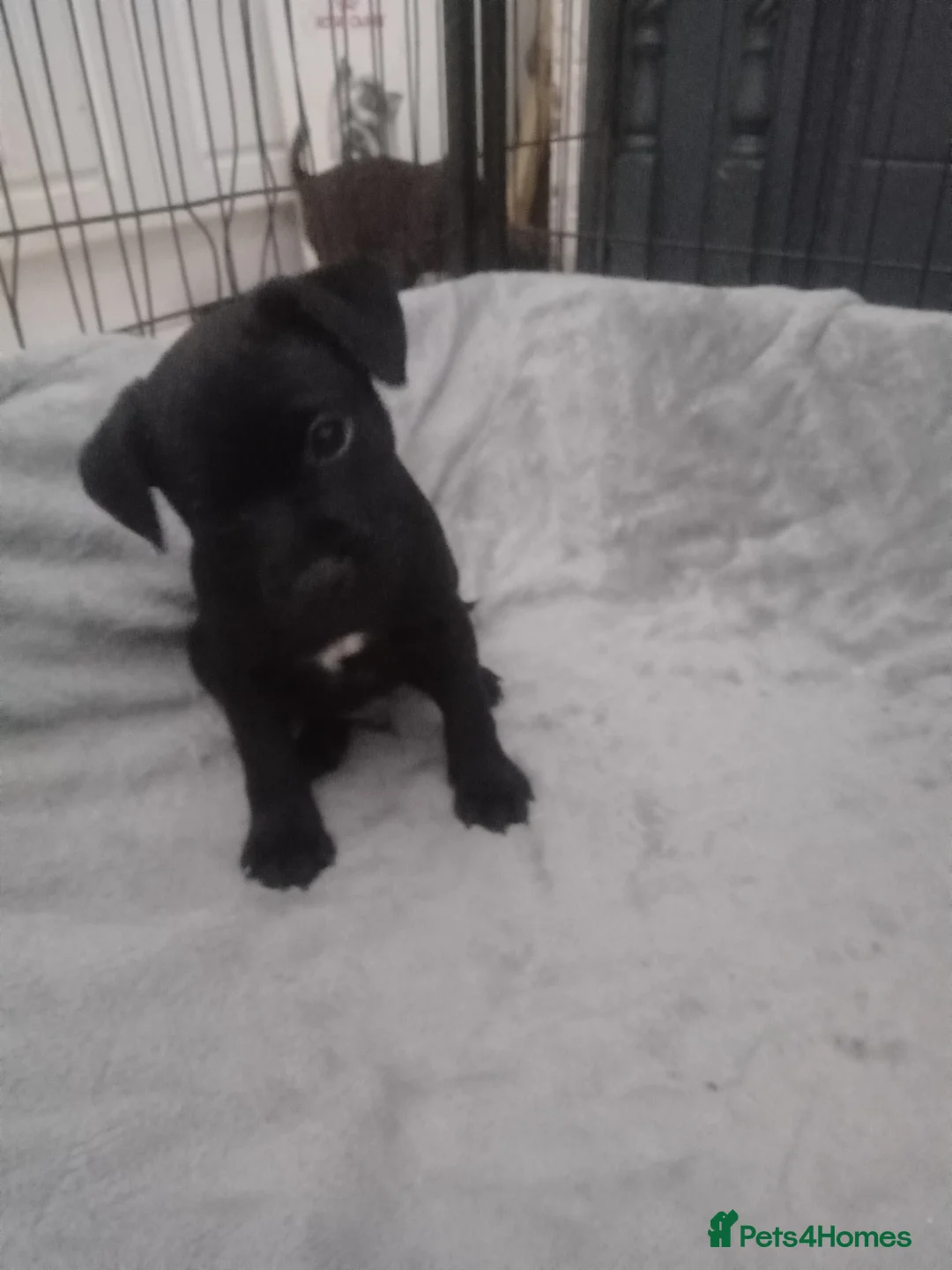 Patterdale Terrier dogs for sale: PATTERDALE PUPS FOR SALE READDY NOW  in Birkenhead - Advert 31