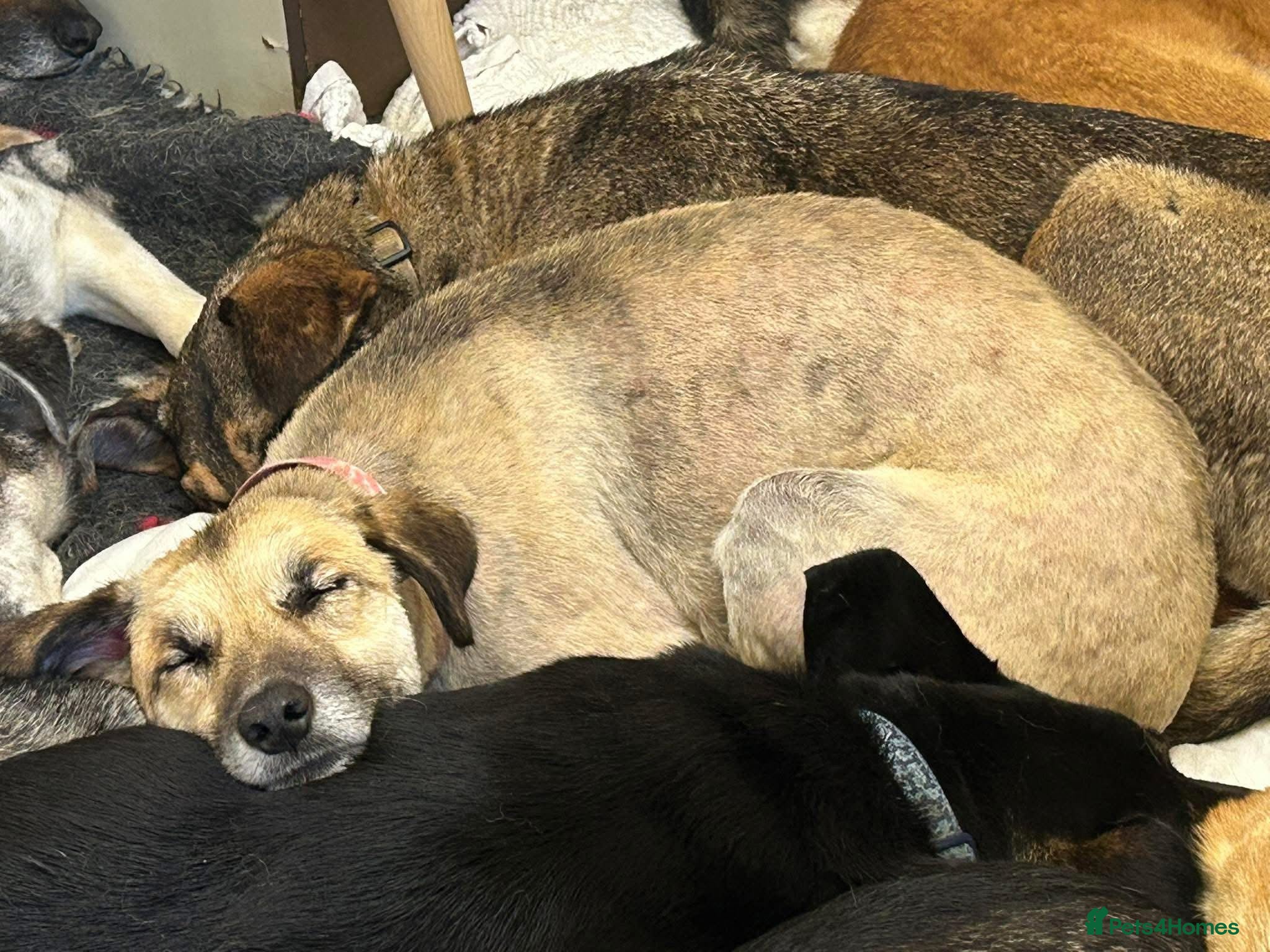 Mixed Breed dogs Herma - Norwich Norfolk  - Advert 14