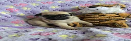 Pug dogs for sale: PUG PUPPIES Kennel Club registered - Advert 10