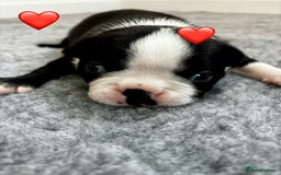 Boston Terrier dogs for sale: Beautiful Boston Terrier Puppies  - Image 18