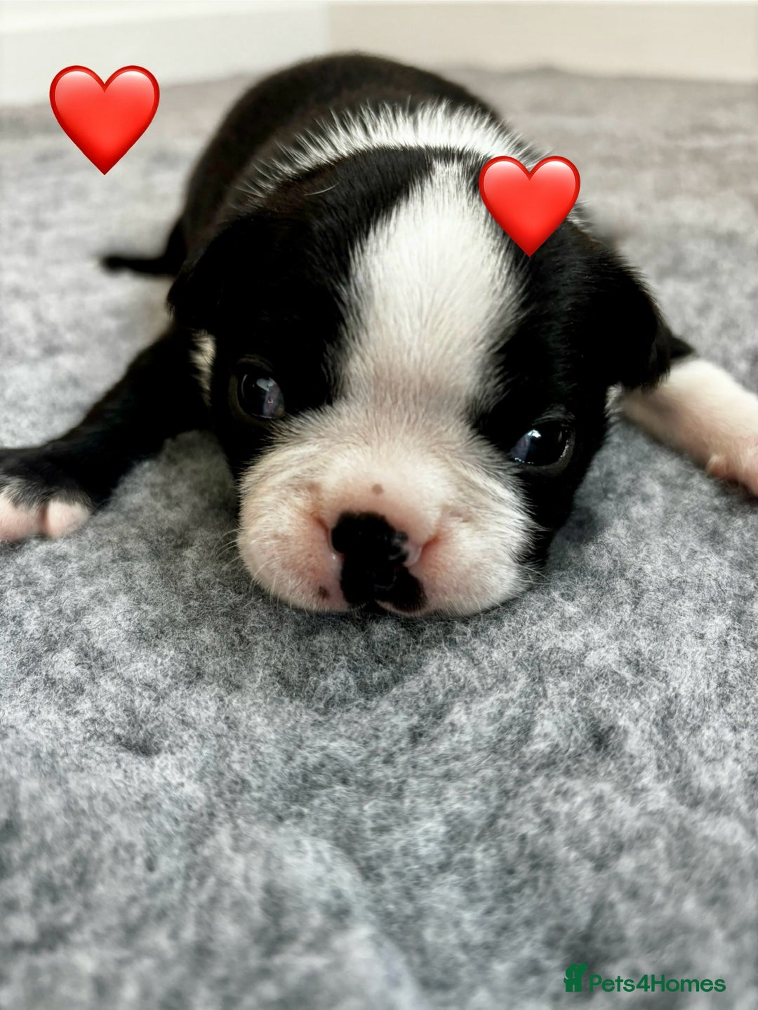 Boston Terrier dogs for sale: Beautiful Boston Terrier Puppies  - Image 18