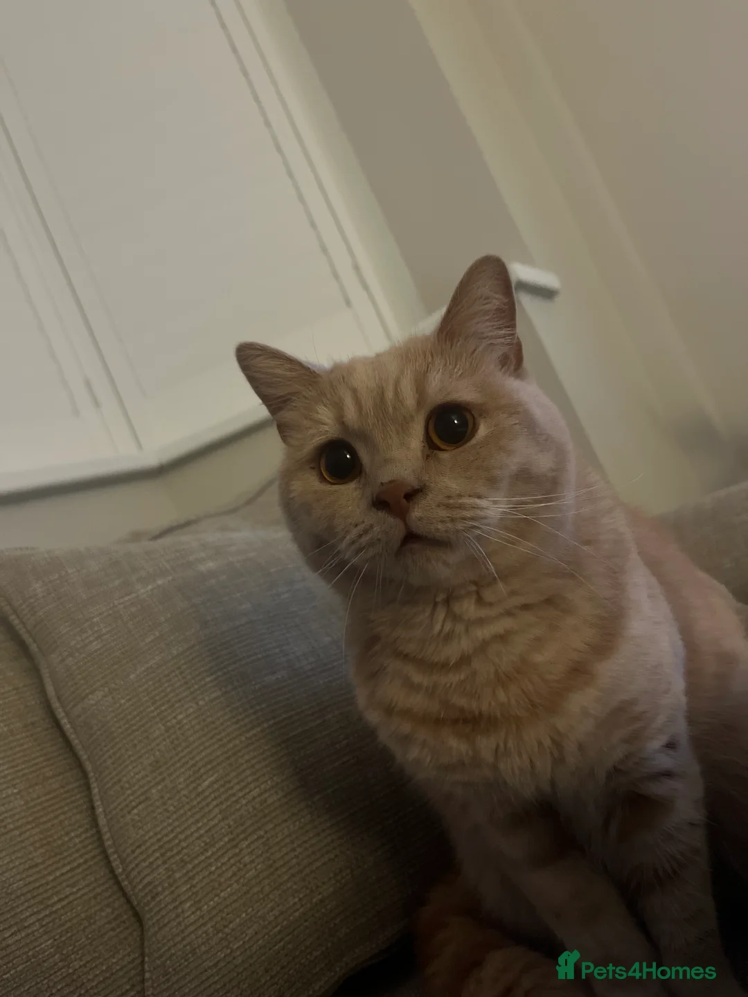 British Shorthair cats for sale: 2 British Short Hair Cats for sale  - Advert 2