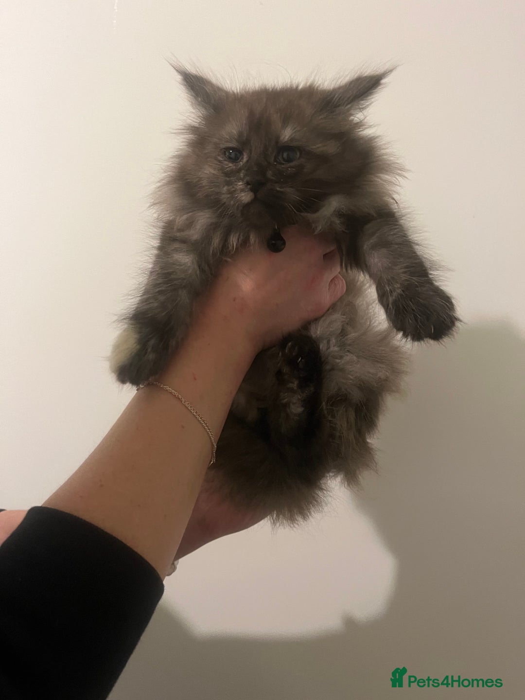 Maine Coon cats for sale: 2 girl main coon kittensFor sale  - Advert 5