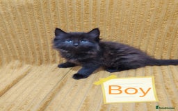 Mixed Breed cats for sale: Half Maine Coon kittens VIDEOS - Image 2