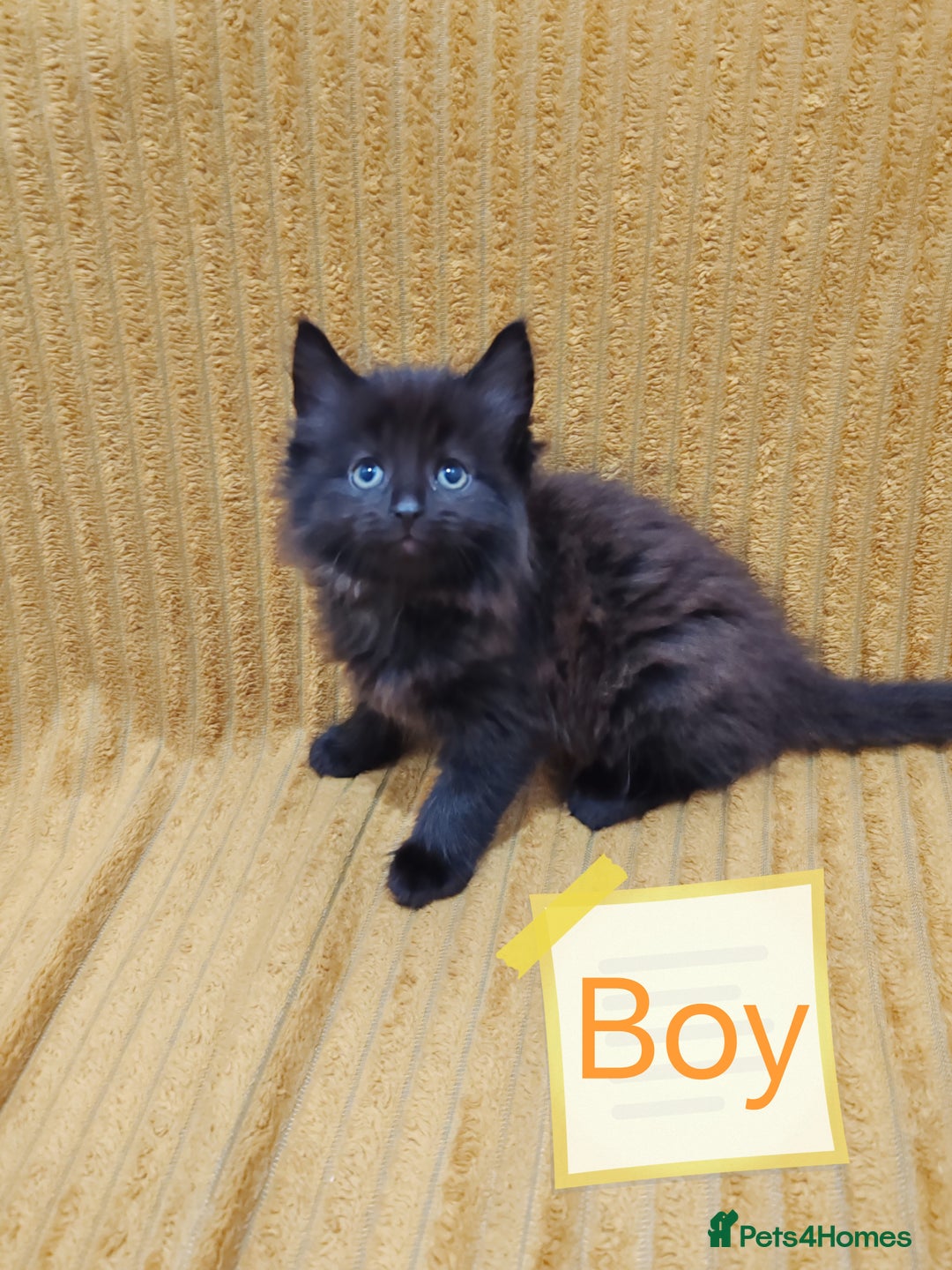Mixed Breed cats for sale: Half Maine Coon kittens VIDEOS - Image 2