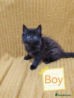 Mixed Breed cats - Advert 13