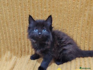 Mixed Breed cats - Advert 6