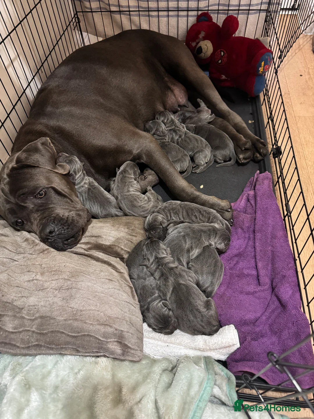 Cane Corso dogs for sale: Cane Corso Rare Blue/Grey Puppies  - Advert 6