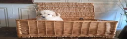Saint Berdoodle dogs for sale: Miniature F1b Saint Bernadoodles  - Advert 11
