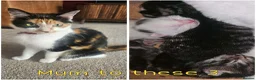 Mixed Breed cats for sale: Beautiful, friendly kittens for sale! - Advert 2