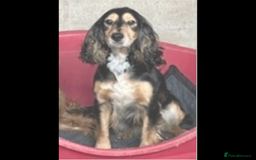 Cocker Spaniel dogs for sale: Tilly Cocker Spaniel Girl - Image 2