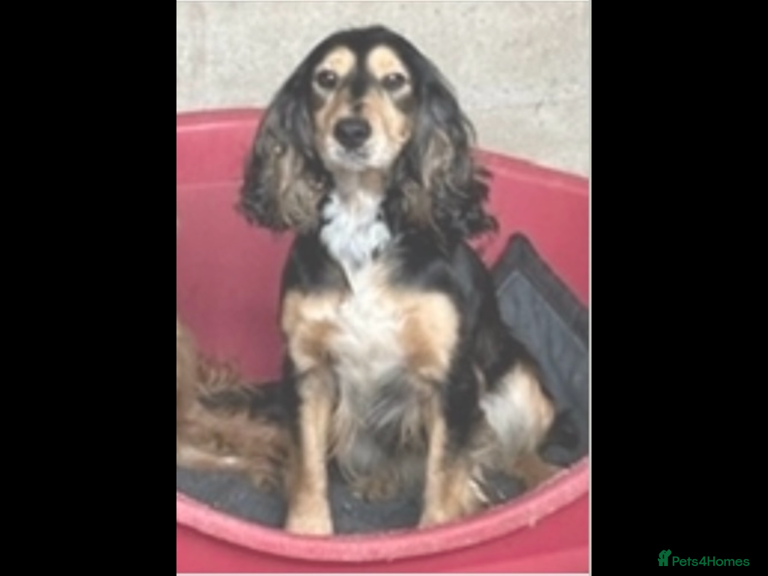Cocker Spaniel dogs for sale: Tilly Cocker Spaniel Girl - Image 2