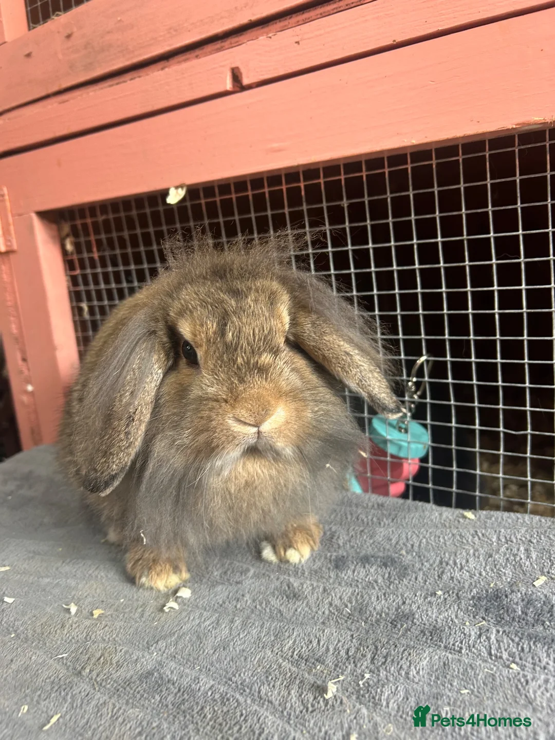 Mini Lop rabbits for sale: Vaccinated mini lops and lionlops  - Advert 4
